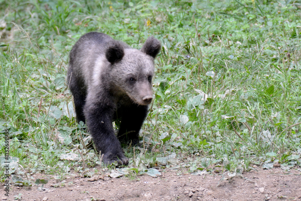 Fototapeta premium Brown bear cub in forest