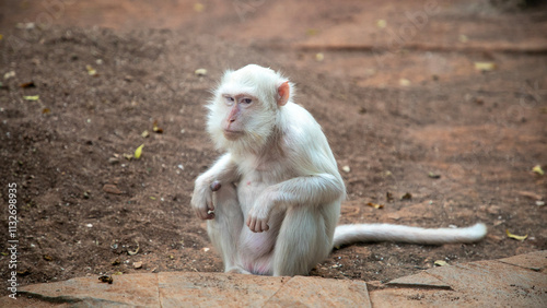 Canvas Print an albino monkey or white monkey sitting on the ground
