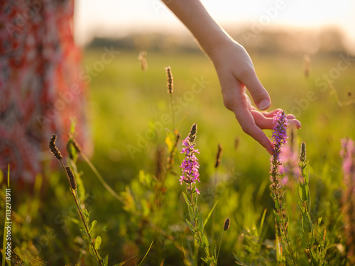 woman's hand touching purple wildflowers, close-up of fingers holding grain, delicate hand in field of wheat, golden hour macro shot of wheat, sunlight on woman's hand