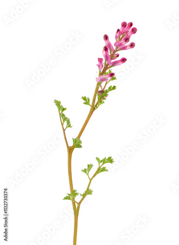 Dense-flowered fumitory plant isolated on white background, Fumaria densiflora photo