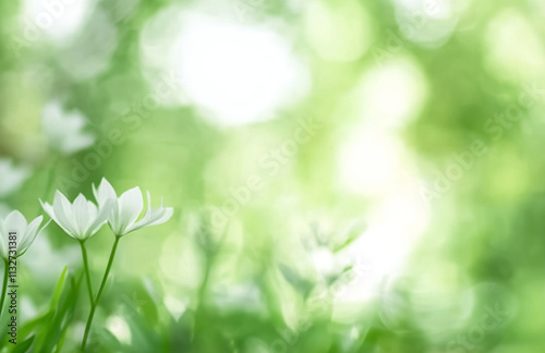 White flowers gracefully bloom amidst vibrant greenery, capturing a serene moment in a sunny garden during spring. The sunlight softly illuminates their petals, creating a tranquil atmosphere.