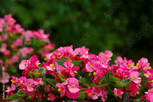 Begonia flowers on a street flowerbed. Red flowers against the background of trees close-up. There is space for text.