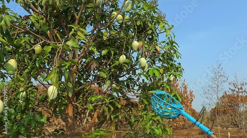 Farmers are picking mangoes from the trees. Using a long stick as a tool to bring down the mangoes.