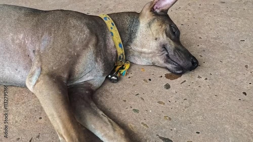 A brown dog with a yellow collar is lying on the ground with its tongue out.