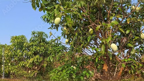 Farmers are picking mangoes from the trees. Using a long stick as a tool to bring down the mangoes.