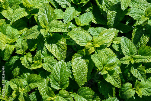 Fototapeta Naklejka Na Ścianę i Meble -  Mélisse officinale,  Melissa officinalis