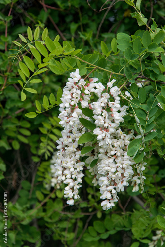 Robinier faux acacia, Robinia pseudoacacia photo