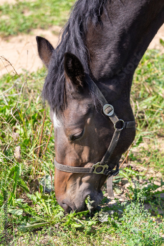 Portrait of a grazing horse eating grass with its eyes closed