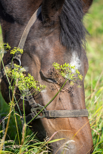 Portrait of a grazing horse eating grass with its eyes closed