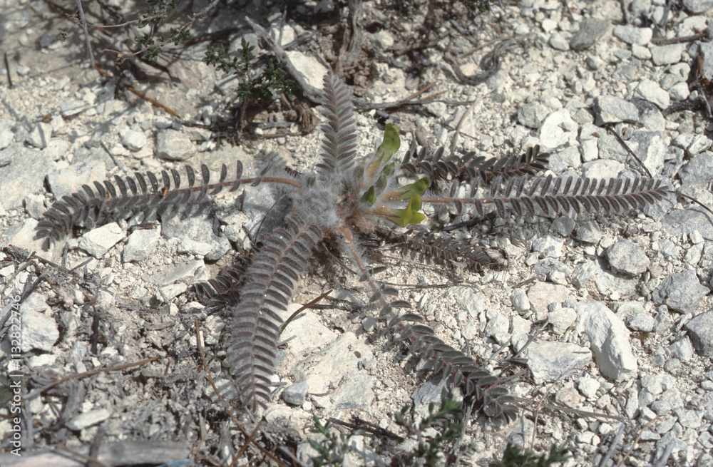 Fototapeta premium Astragalus caprinus plant growing in rocky terraine