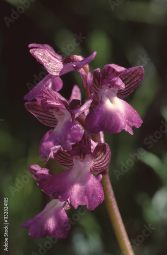 Orchis morio subspecies syriaca orchid closeup of single flowers