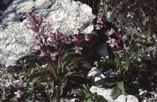 Orchis sezikiana orchid whole plant with flowers