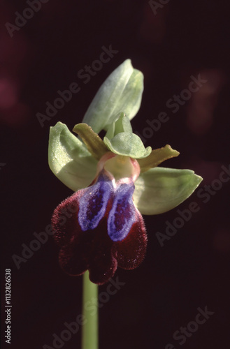 Orphys iricolor orchid macro of one blossom front view photo