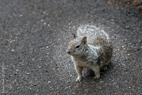 California Ground Squirrel in Yosemite National Park photo