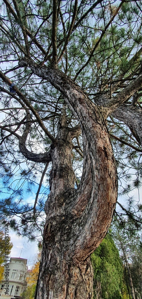 Fototapeta premium Unique twisted pine tree stands tall in a green park under a cloudy sky in autumn