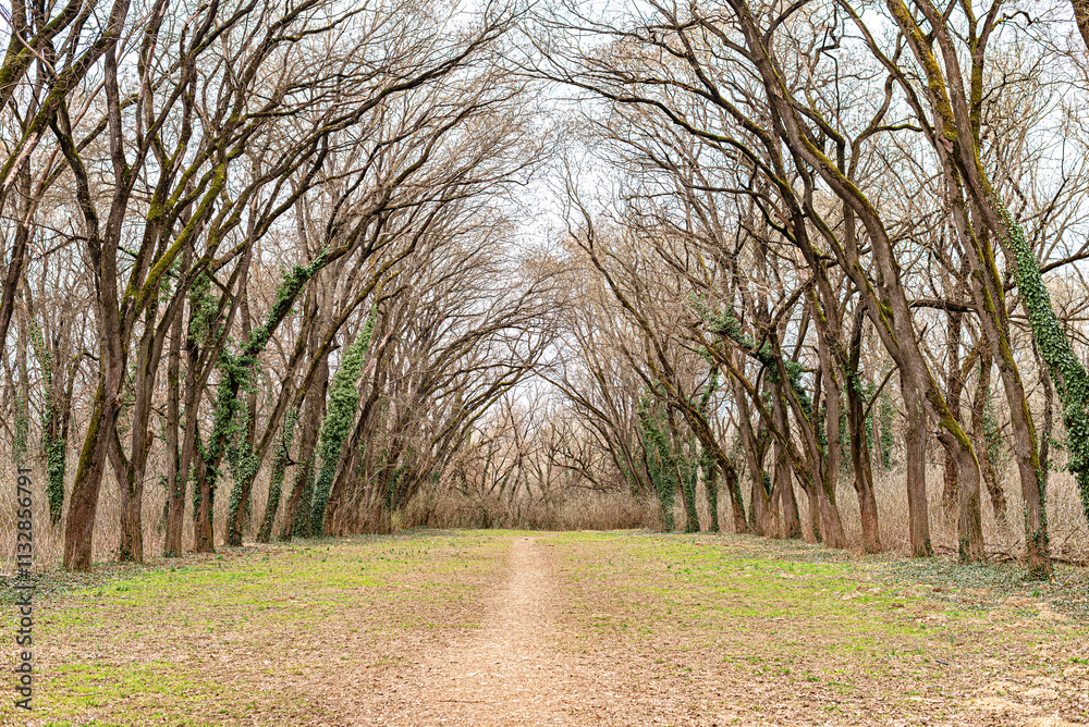 A park alley with a tunnel of overhanging trees on a cold autumn day.