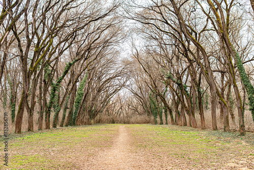 A park alley with a tunnel of overhanging trees on a cold autumn day. photo