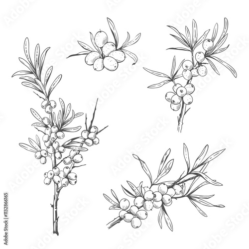 Hand drawn black and white sea buckthorn branches. Vector illustration in engraved style

