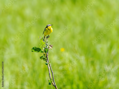 Yellow wagtail resting in a bush