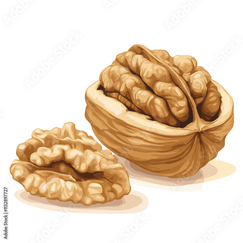 Walnut Dry nut vector illustration with walnut kernel nuts isolated on white background