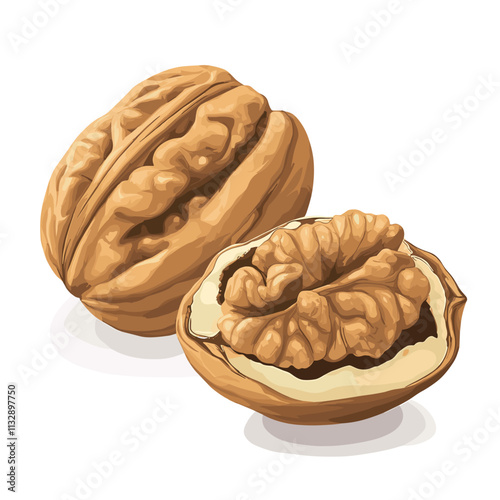 Walnut Dry nut vector illustration with walnut kernel nuts isolated on white background