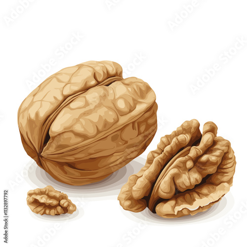 Walnut Dry nut vector illustration with walnut kernel nuts isolated on white background