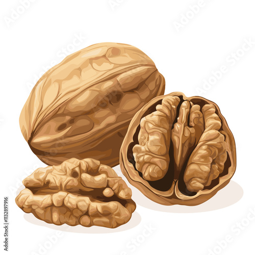 Walnut Dry nut vector illustration with walnut kernel nuts isolated on white background