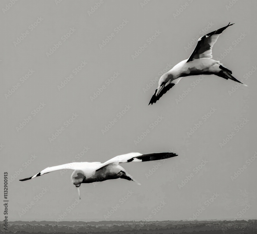 close up of flying gannets