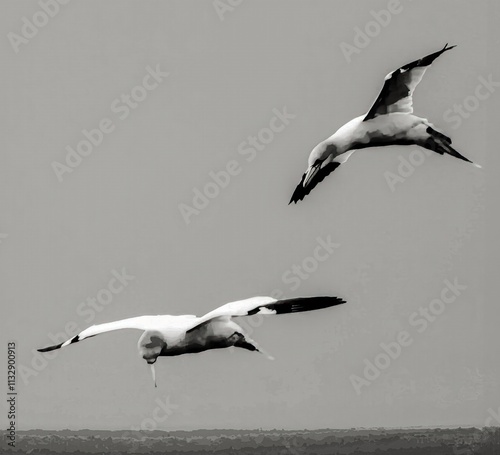 Obraz na płótnie close up of flying gannets w salonie