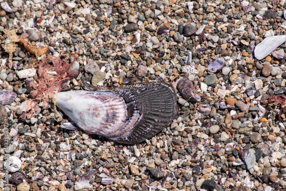 snails and blue mussels on the shore of the Atlantic Ocean in Argentine Patagonia