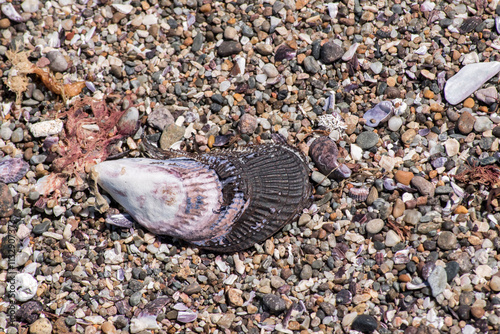 Obraz na płótnie snails and blue mussels on the shore of the Atlantic Ocean in Argentine Patagonia w salonie