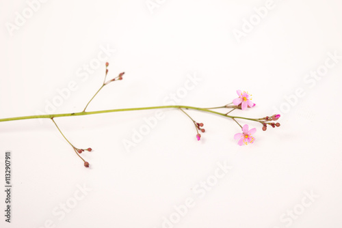 small pink flowers of Talinum fruticosum photo