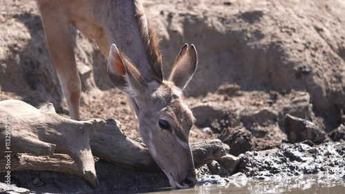 Greater kudu female cautiously drinking water at a water hole, risking Crocodile attack during the late winter dry season. Greater Kudu (Tragelaphus strepsiceros), of eastern and southern Africa.