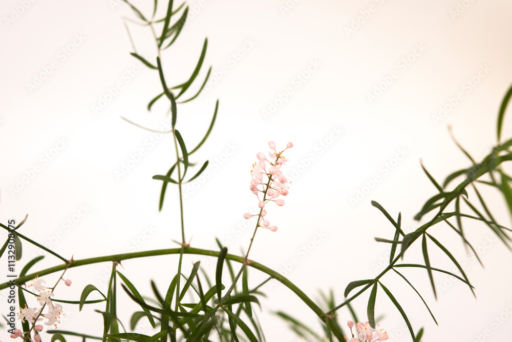 Fototapeta premium leaves and flowers of the plant Asparagus aethiopicus