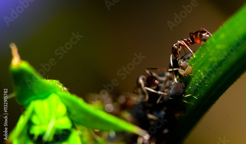 ant "grazing" their flock of aphids