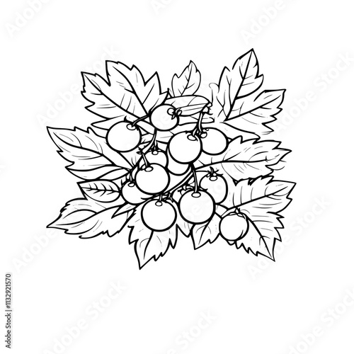 A line drawing of a cluster of berries on a branch with leaves.