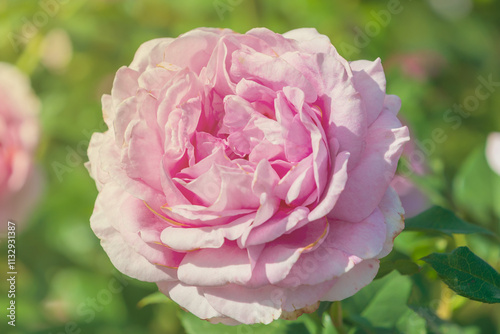 Beautiful pink Rosa lucieae in the garden. the memorial rose. photo