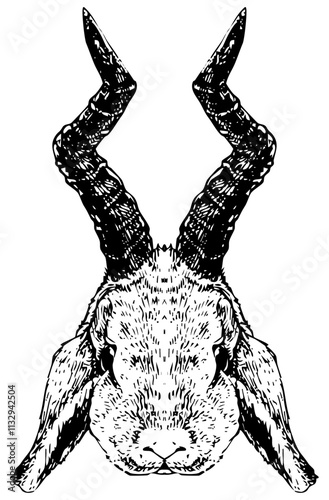 Jackalope | handdrawn black & white illustration converted to vector