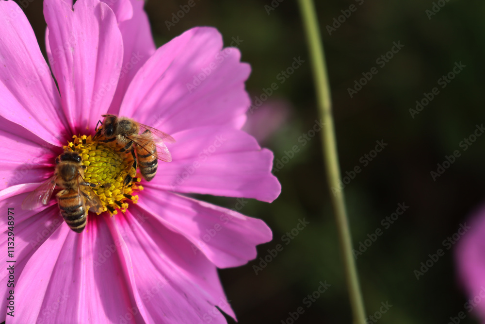 Fototapeta premium Close-up of Honey bee on dark pink Cosmos flower. Apis mellifera on Cosmos Bipinnatus in the garden
