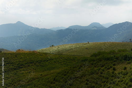 A vast view of tea plantation