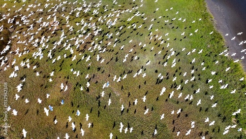 Tableau sur toile Wildlife shore birds flying over salt water marsh wetlands in pristine nature ou