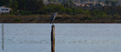 Grey Heron - Ardea cinerea, large common gray heron from lakes and rivers photo