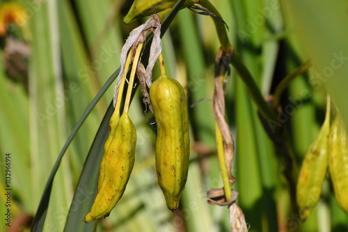 Closeup of pods with seeds of marsh iris in autumn near a pond