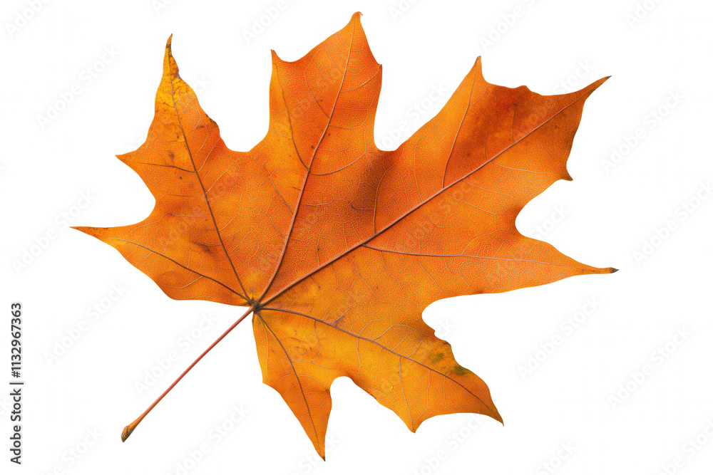 Fototapeta premium Bright orange maple leaf isolated on a white background showcases its intricate veins and texture. This vibrant leaf signifies the beauty of autumn and the changes in nature as the seasons transition.
