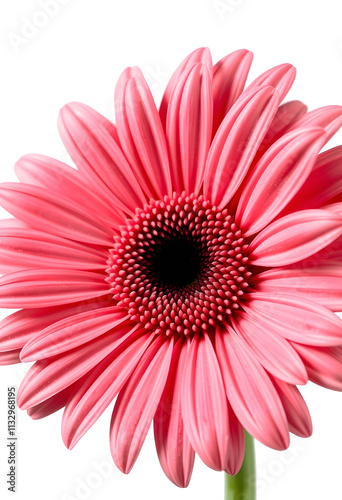 The up-close beauty of a pink gerbera flower, Isolated on Transparent Background, PNG, masterpiece, with white tones
