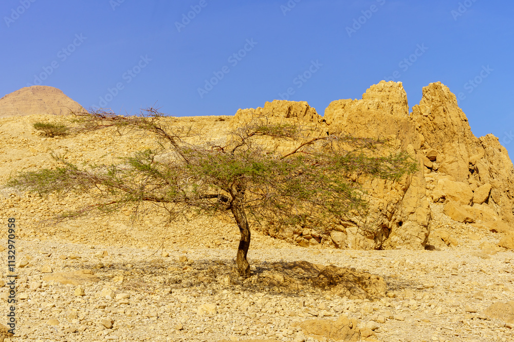 Rocky desert landscape in Ein Gedi Nature Reserve