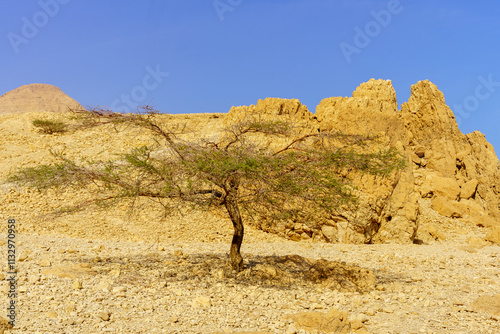 Obraz na płótnie Rocky desert landscape in Ein Gedi Nature Reserve w salonie