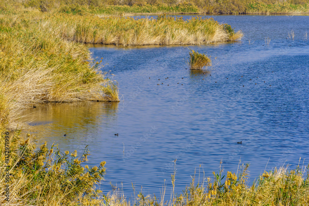 Sodom Salt Marshes bird sanctuary