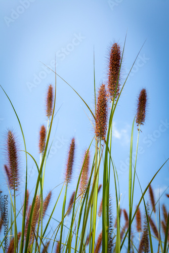 reeds in the wind