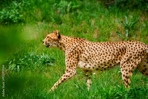 Photography The cheetah is a large, agile cat known for its incredible speed, reaching up to 70 mph